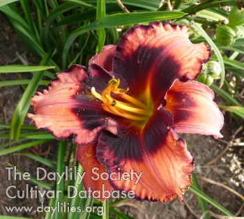 Daylily Dead of Night